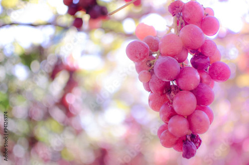 Sweet Grapes 