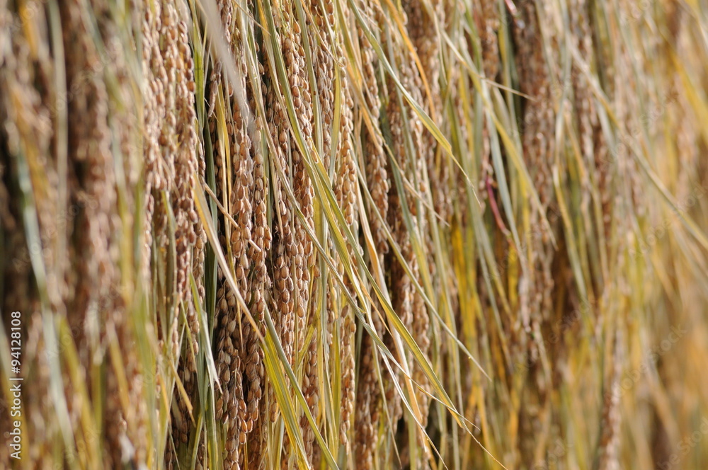 Fototapeta premium 稲刈