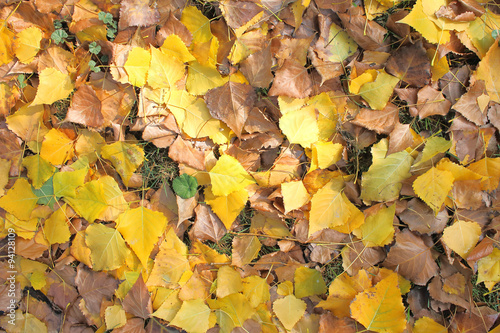 Pattern of yellow autumn leaves after rain