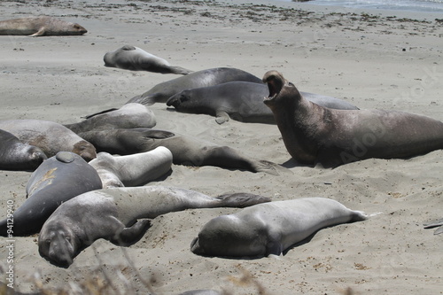 Elephant seals on the beach in central California.