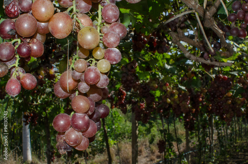 Red grapes