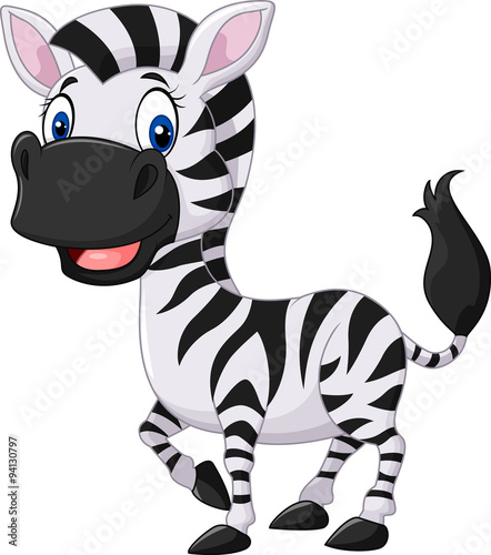 Cute baby zebra posing isolated on white background 