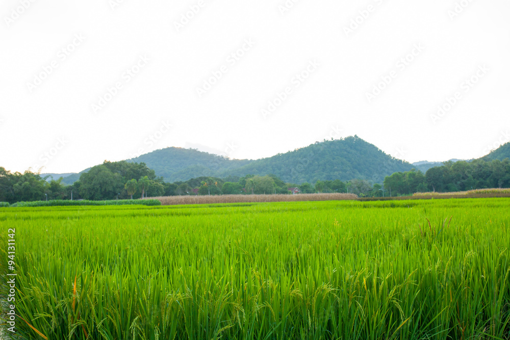 Rice field green grass blue sky cloud cloudy and Mountain landsc Rice field green grass blue sky cloud cloudy and Mountain landsc