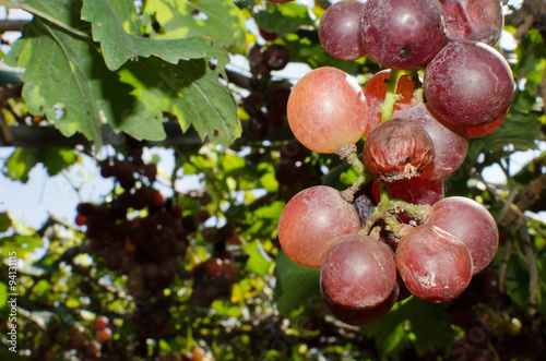 Red wine grapes