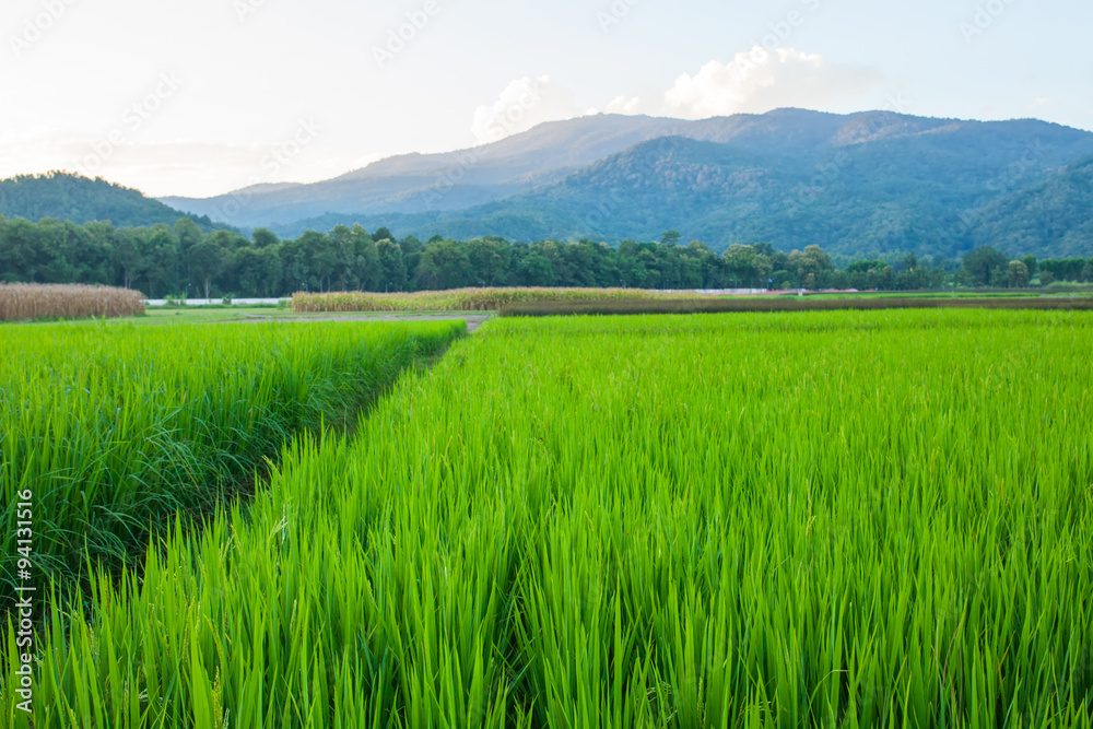 Rice field green grass blue sky cloud cloudy and Mountain landsc