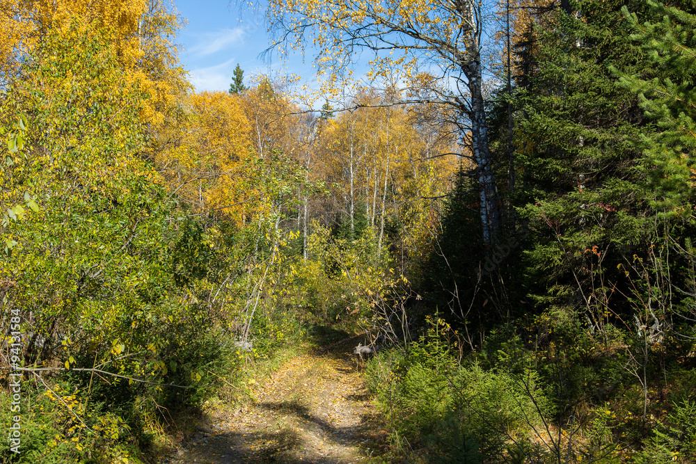 Forest autumn landscape in the national park Zyuratkul, Russia