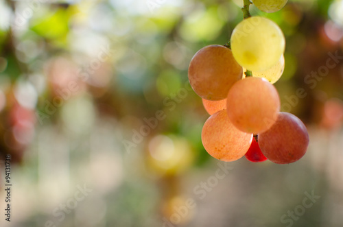 Fresh grape