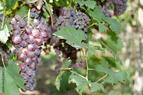 Red wine grapes on old vine