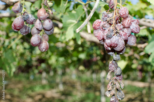 rotten grape harvest