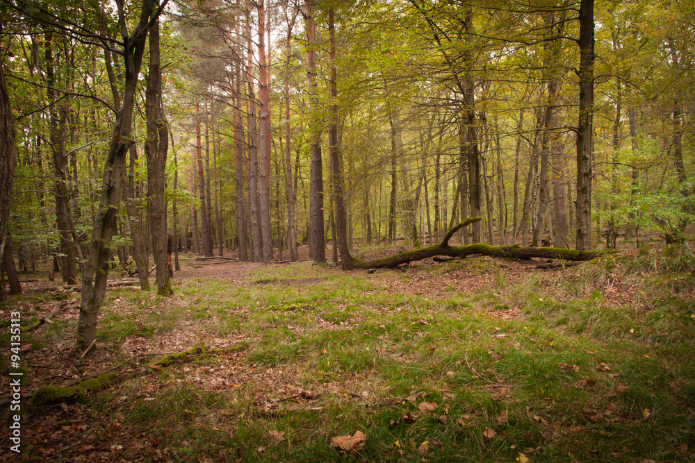 Obraz premium Waldstück