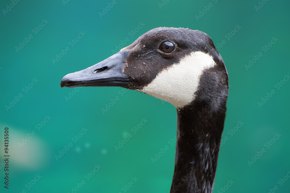 Wunderschönes Portrait einer Kanadagans Wunderschönes Portrait einer Kanadagans