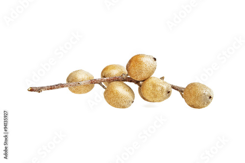 Twig with fruits of Elaeagnus angustifolia, Tree of Paradise, Ru