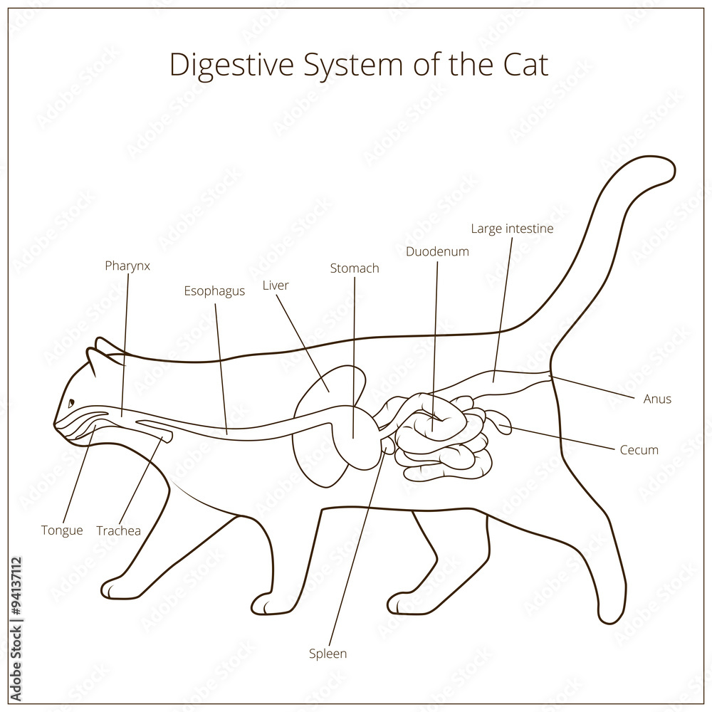 Digestive system of the cat vector illustration Stock Vector Adobe Stock