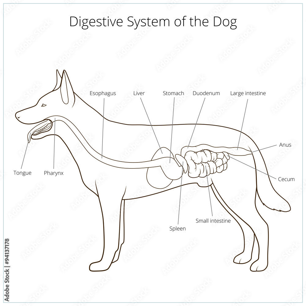Digestive System Of The Dog Vector Illustration Stock Adobe Stock Digestive System Of The Dog Vector Illustration Stock Adobe Stock