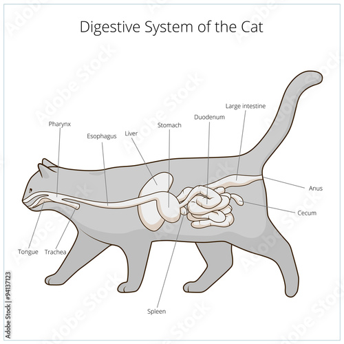 Digestive system of the cat vector illustration