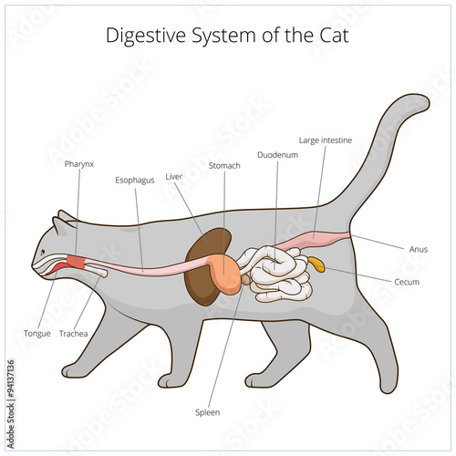 Digestive system of the cat vector illustration photo