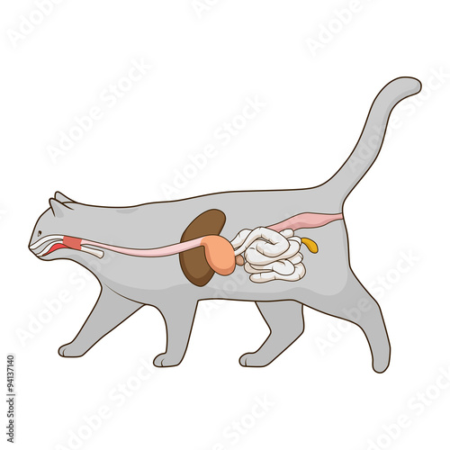 Digestive system of the cat vector illustration