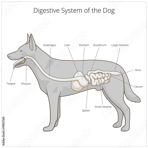 Fototapeta Naklejka Na Ścianę i Meble -  Digestive system of the dog vector illustration