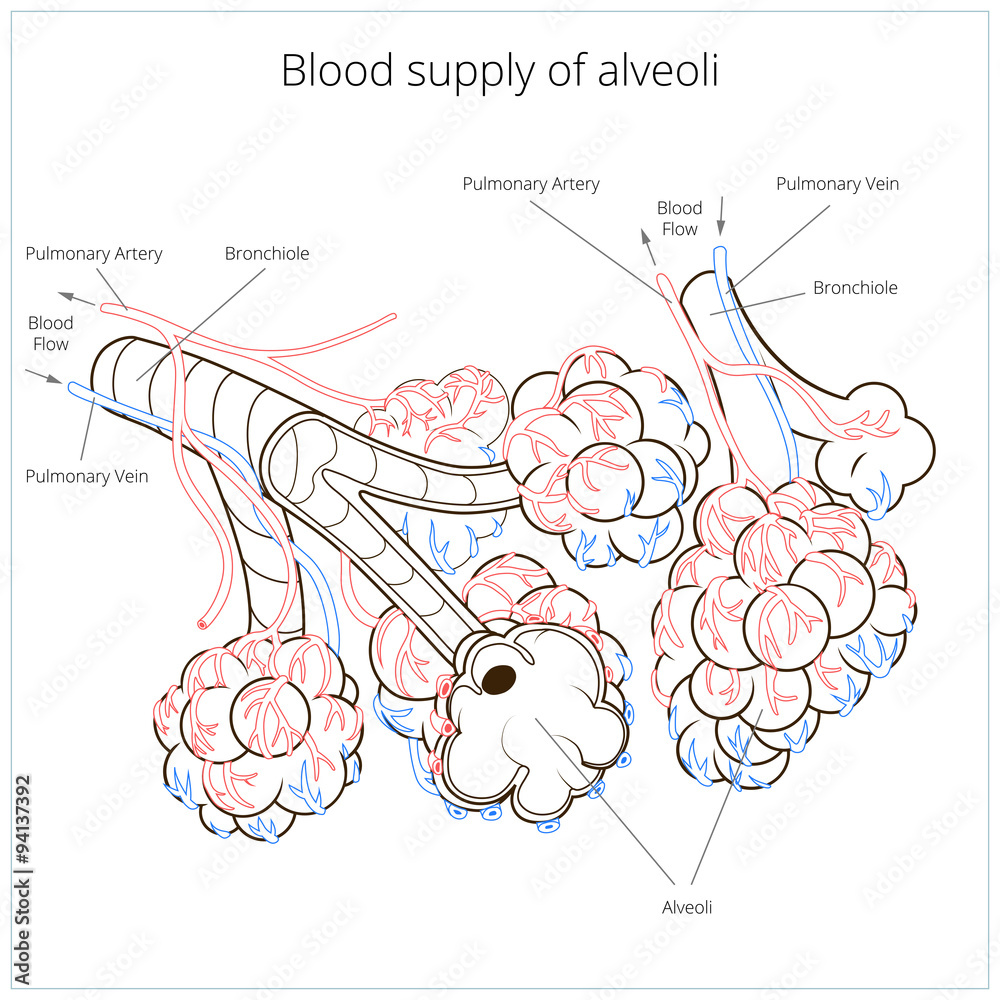 Alveoli vector illustration Stock Vector | Adobe Stock