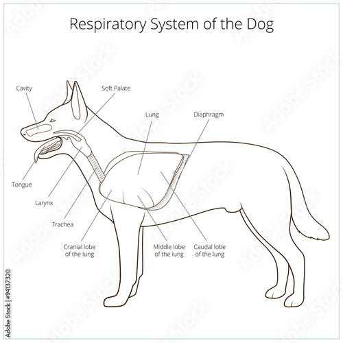Respiratory system of the dog vector illustration