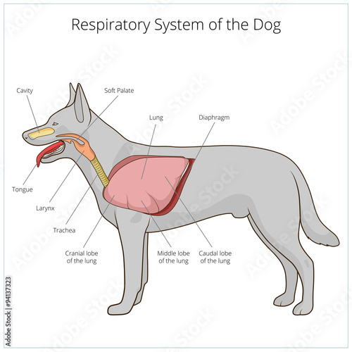 Respiratory system of the dog vector illustration photo