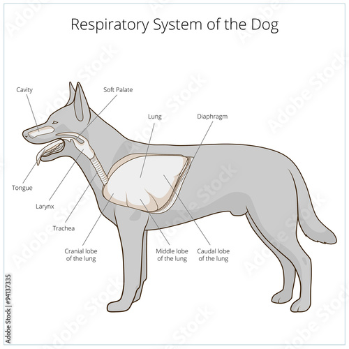 Respiratory system of the dog vector illustration
