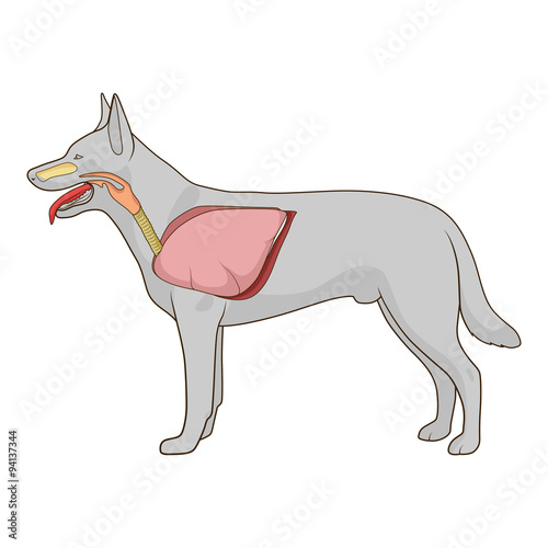 Respiratory system of the dog vector illustration