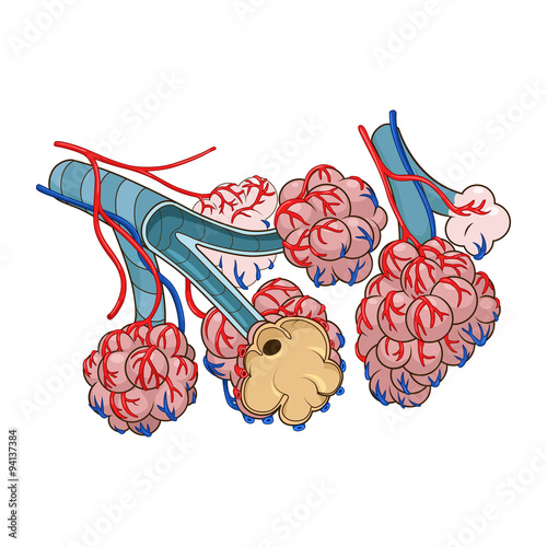 Alveoli vector illustration