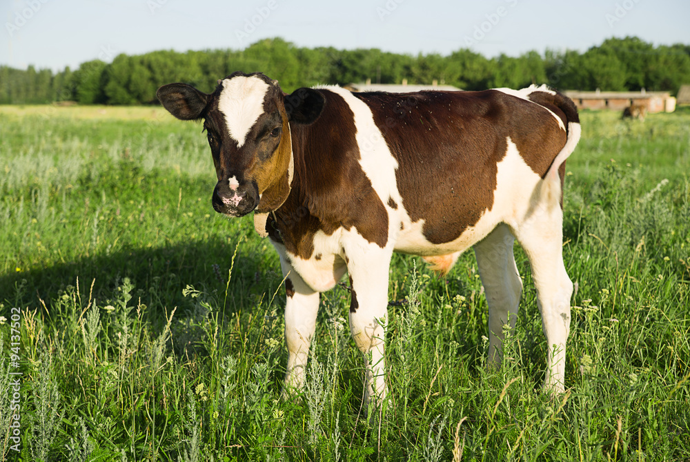 Spotted Calf grazing on a green field Spotted Calf grazing on a green field