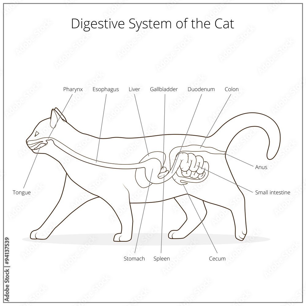 Digestive System Cat" Images – Parcourir 8 le catalogue de photos, vecteurs  et vidéos | Adobe Stock