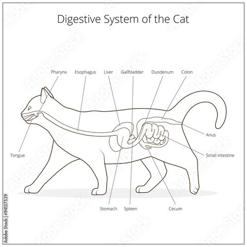 Digestive system of the cat vector illustration