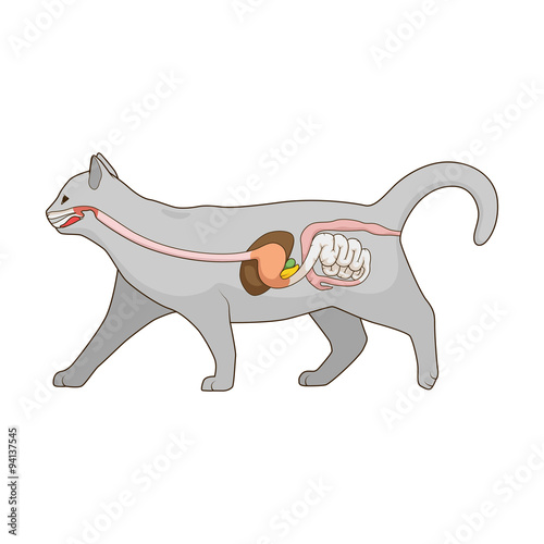 Digestive system of the cat vector illustration