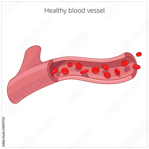 Healthy blood vessel vector illustration photo