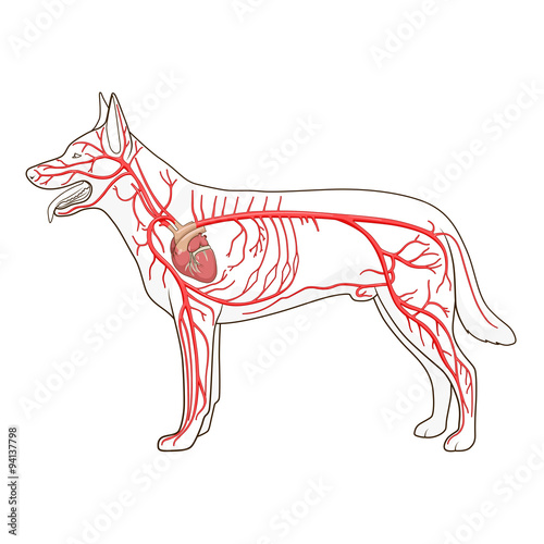 Arterial circulatory system of the dog vector
