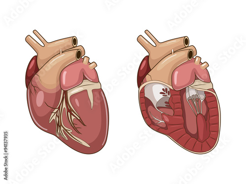 Heart of a dog vector illustration