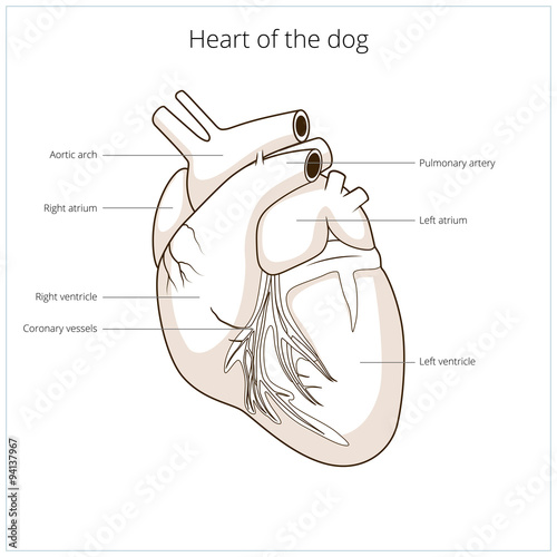 Heart of a dog vector illustration