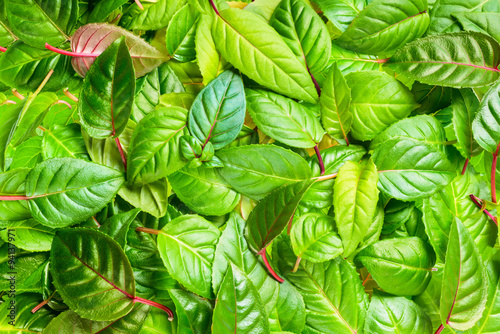 beautiful green leaves of fuchsia as background, closeup