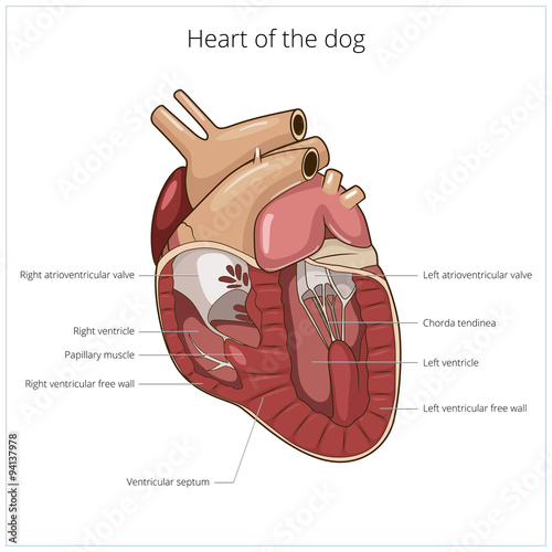 Fototapeta Naklejka Na Ścianę i Meble -  Heart of a dog vector illustration
