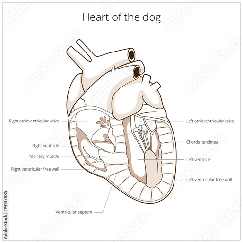 Heart of a dog vector illustration
