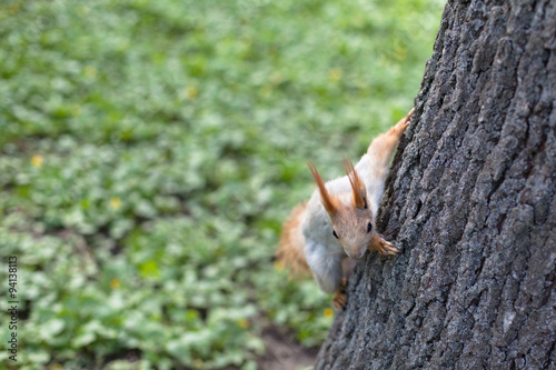 Spring squirrel © foaloce