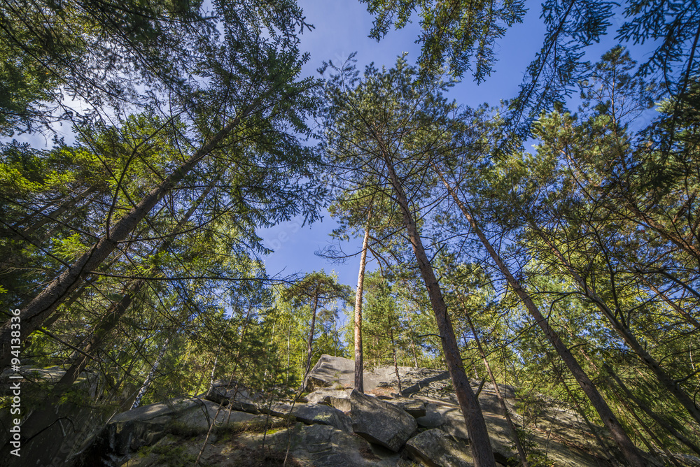 Fototapeta premium Summer landscape pine forest in the Carpathians