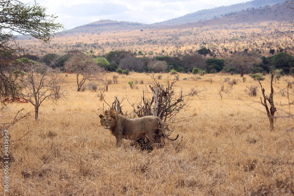 Obraz premium Löwe in Kenia