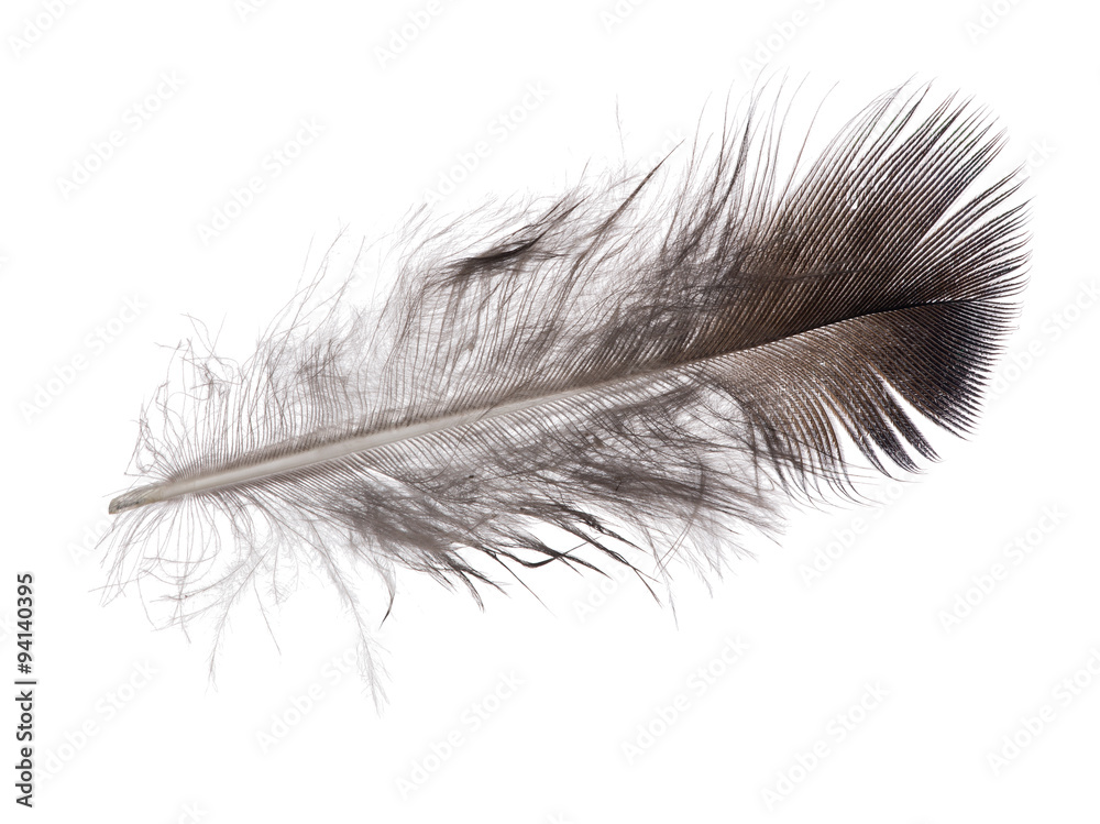 single straight feather dark grey color single straight feather dark grey color