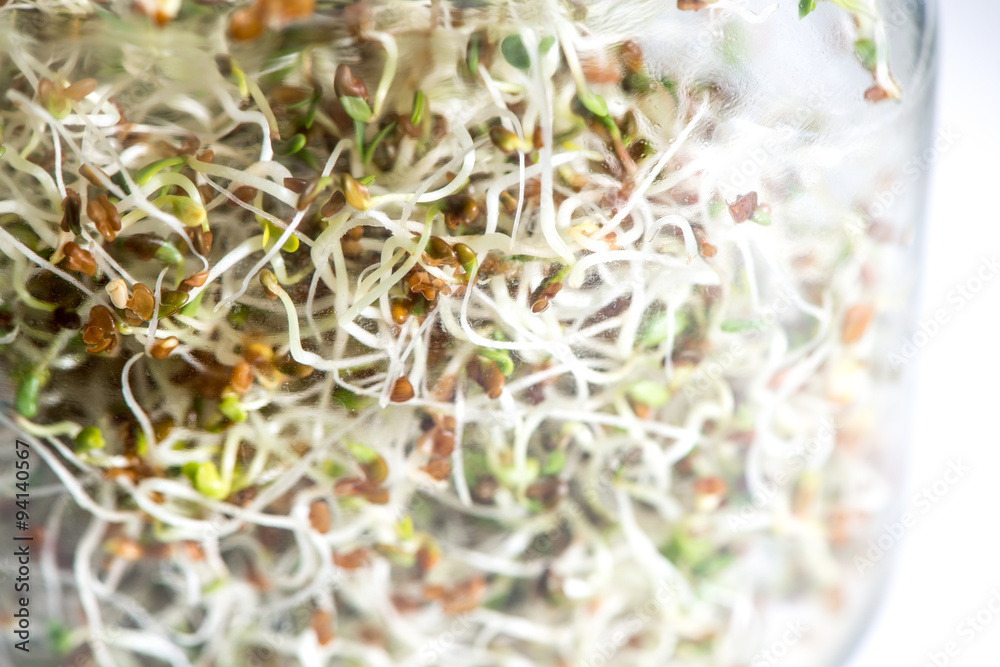 Fresh sprouts seeds isolated on glass jar Fresh sprouts seeds isolated on glass jar
