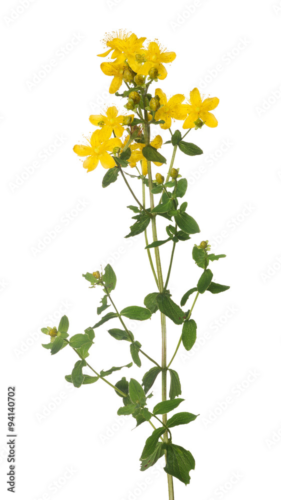bright isolated on white yellow hypericum flower bright isolated on white yellow hypericum flower