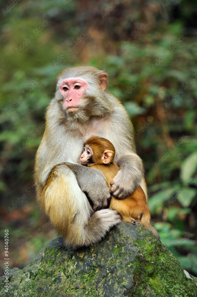 Monkey family