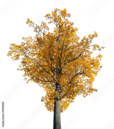 large dark gold oak isolated on white