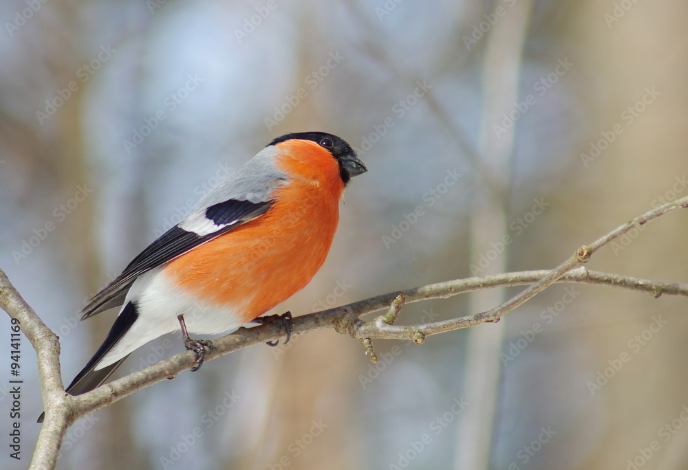 Bullfinch (Pyrrhula pyrrhula) winter.