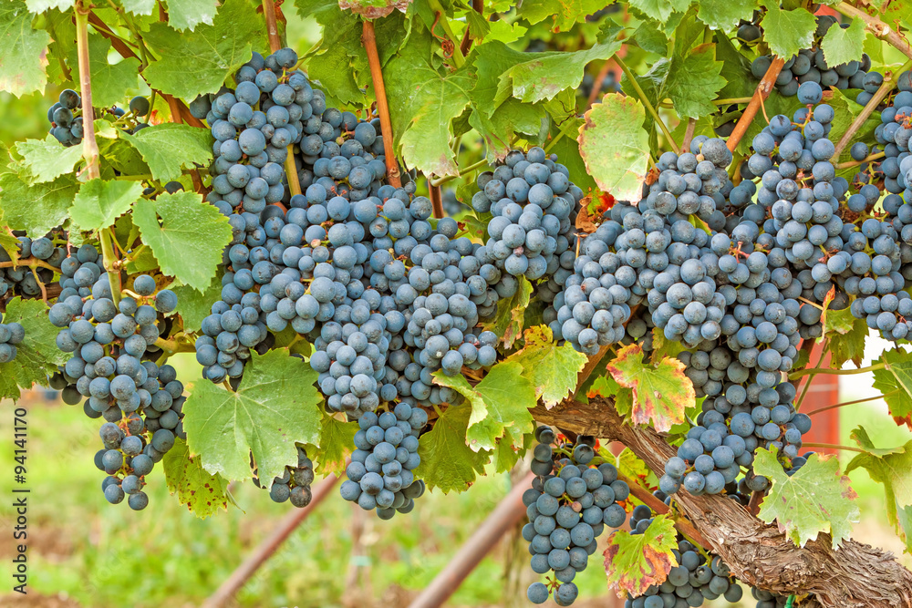 ripe grapes in vineyard