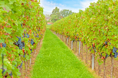 rows of grapes